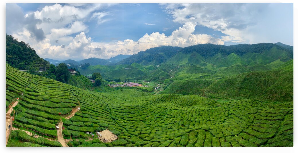 Tea Plantations 8 by Jimmy Roy Photos