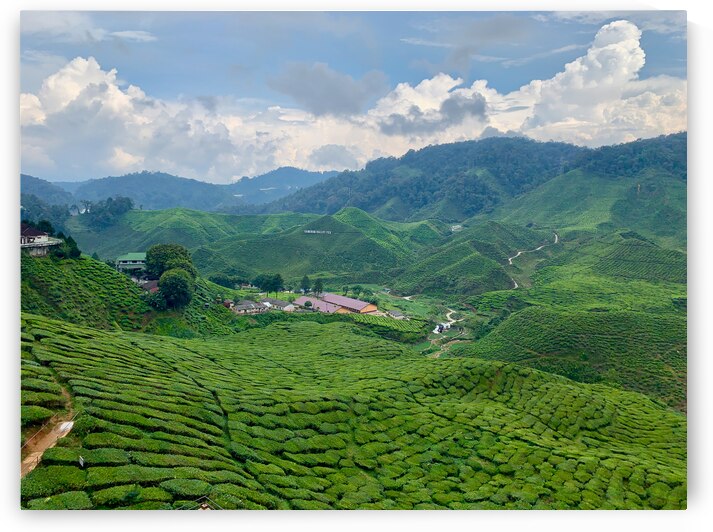 Tea Plantations 7 by Jimmy Roy Photos