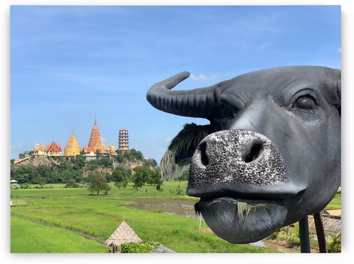 Water Buffalo Head in front of Temple by Jimmy Roy Photos