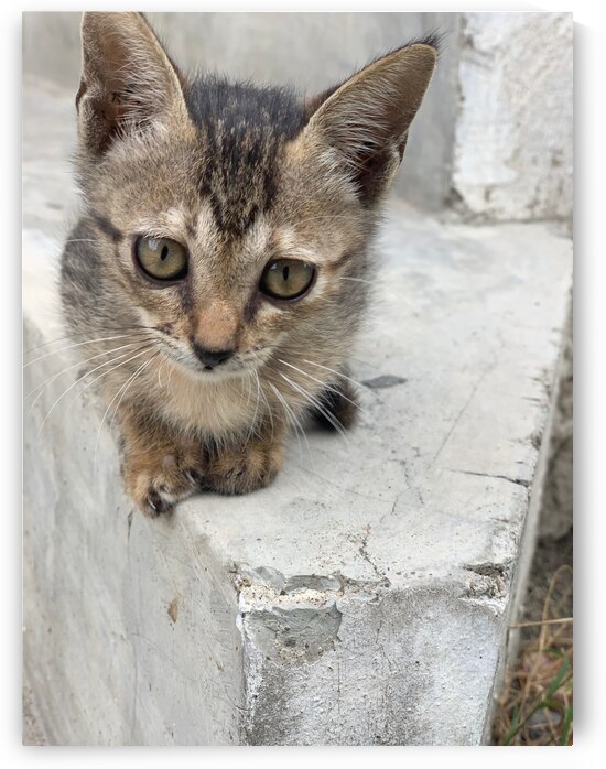 Cute Kitty 3 by Jimmy Roy Photos