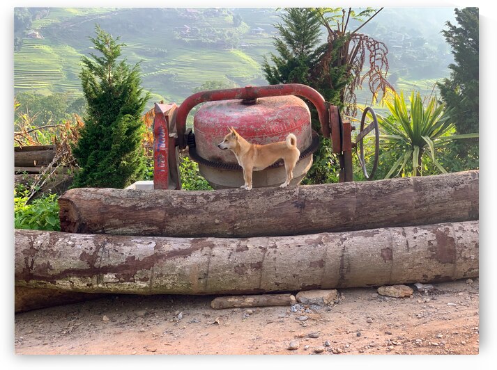 Dog Standing on Wood by Jimmy Roy Photos