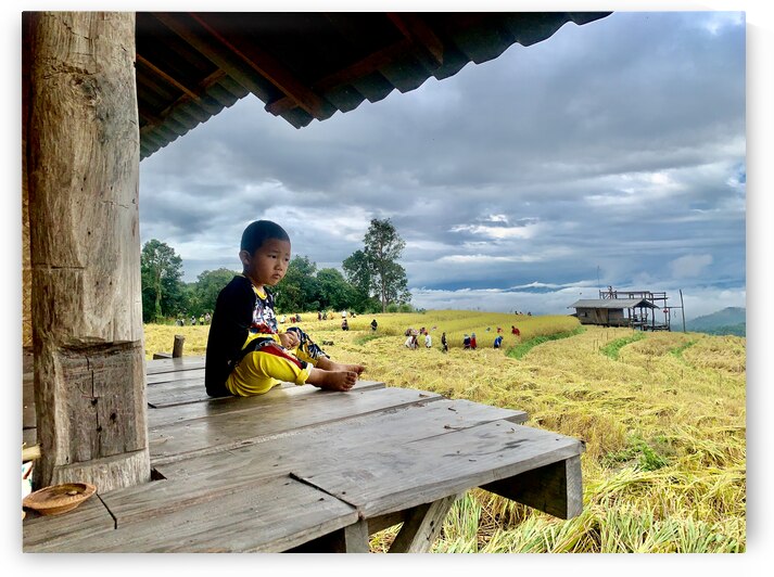 Boy Looking Over the Rice Field by Jimmy Roy Photos