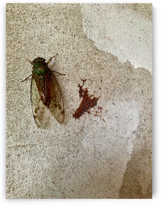 The Fly by Jimmy Roy Photos