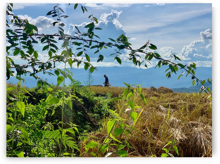 Working the Rice Fields by Jimmy Roy Photos