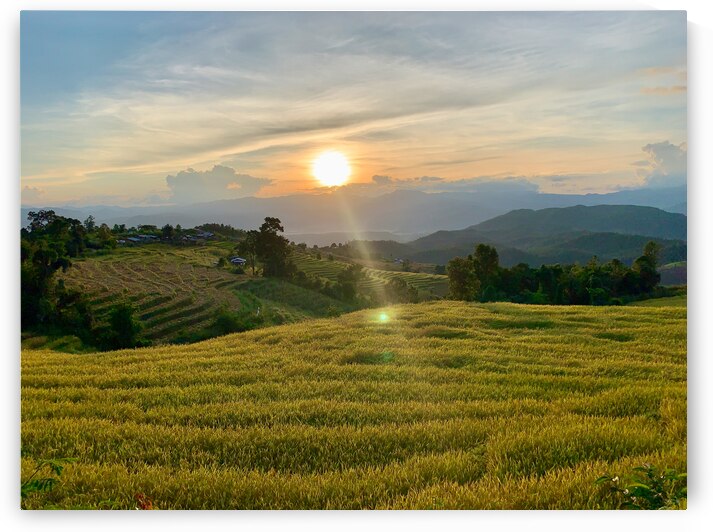 Sunset over the Rice Fields by Jimmy Roy Photos