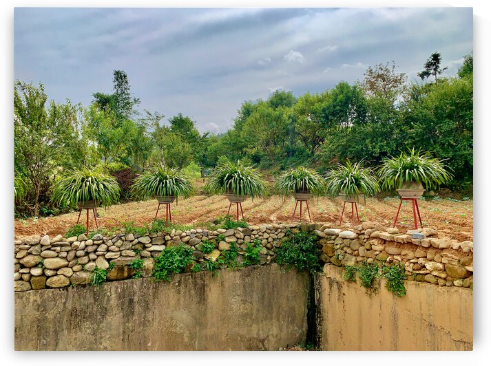 Plant Pots on a Stand by Jimmy Roy Photos