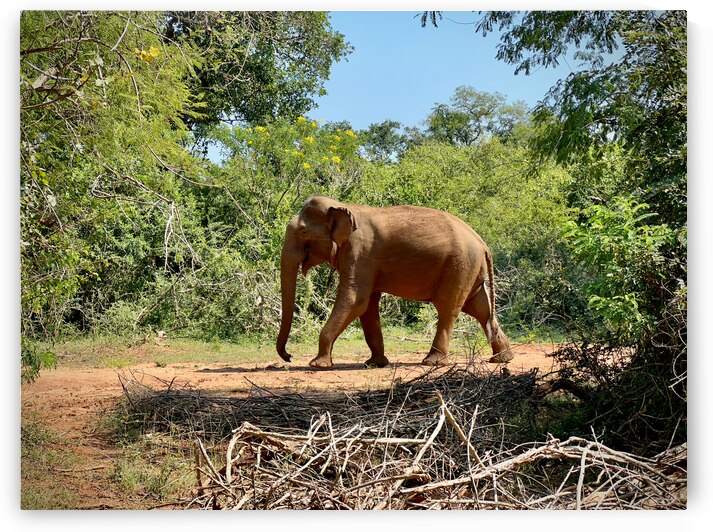 Elephant in the Wild by Jimmy Roy Photos