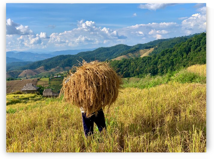 Behind the Rice by Jimmy Roy Photos