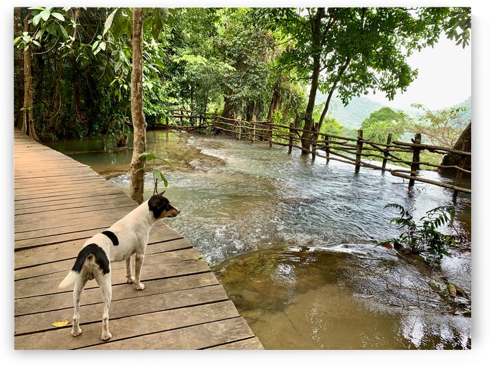 Dog Looking at the Horizon by Jimmy Roy Photos