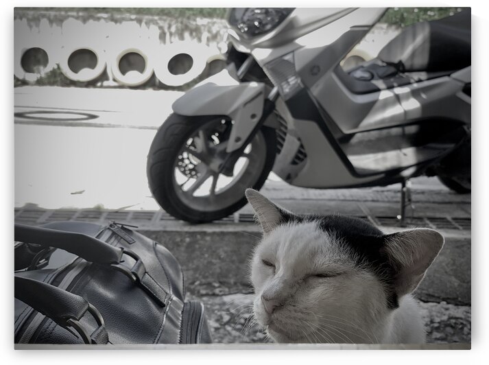 I Closed my Eyes Again   Cat by Jimmy Roy Photos