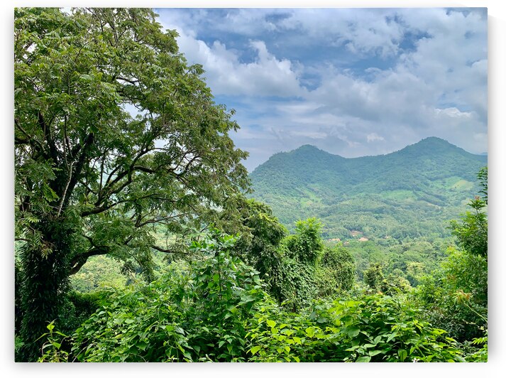 Jungle View by Jimmy Roy Photos
