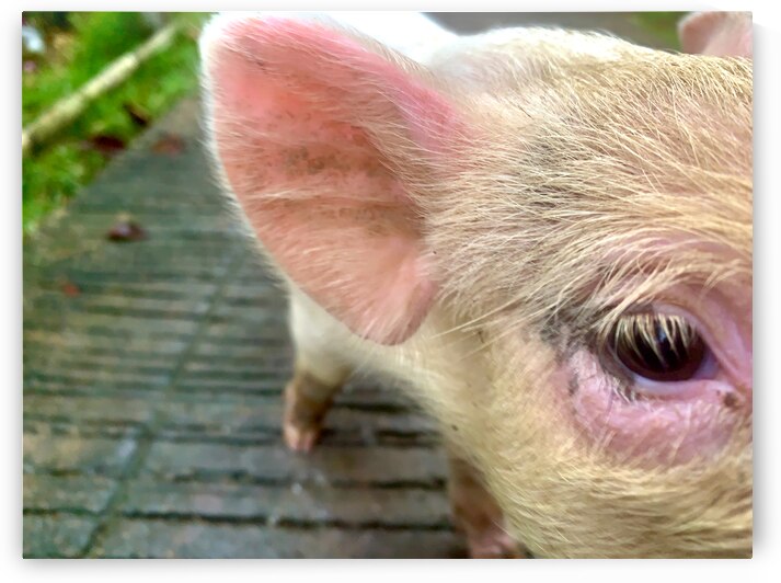 Pig Eye by Jimmy Roy Photos