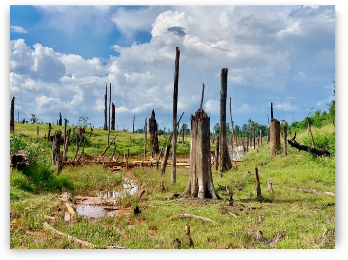 Field of Broken Trees by Jimmy Roy Photos