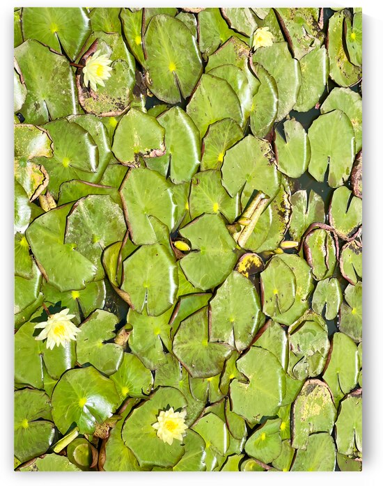 Water Lilies by Jimmy Roy Photos