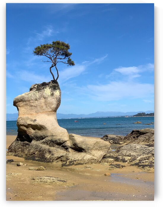 Tree Over The Rock by Jimmy Roy Photos