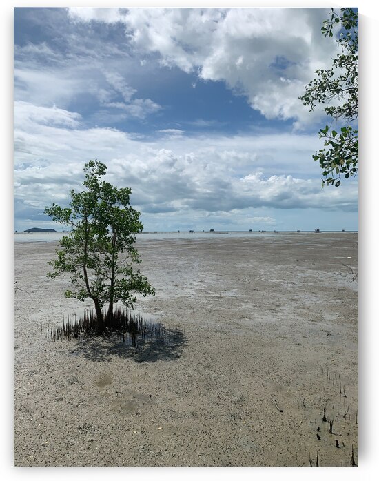 The Tree by Jimmy Roy Photos