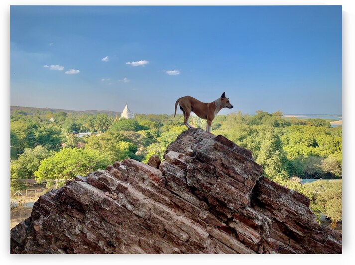 Downward Facing Dog by Jimmy Roy Photos
