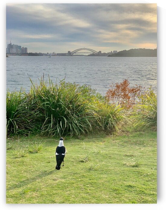Bird Looking at the Bridge by Jimmy Roy Photos