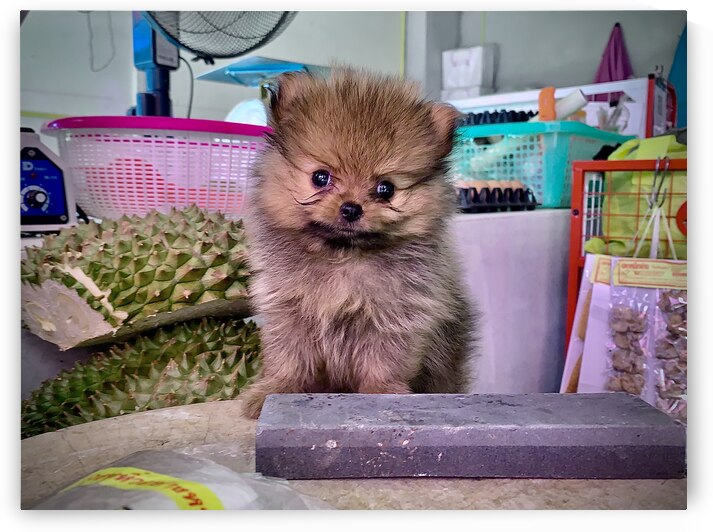 Furry Puppy by Jimmy Roy Photos