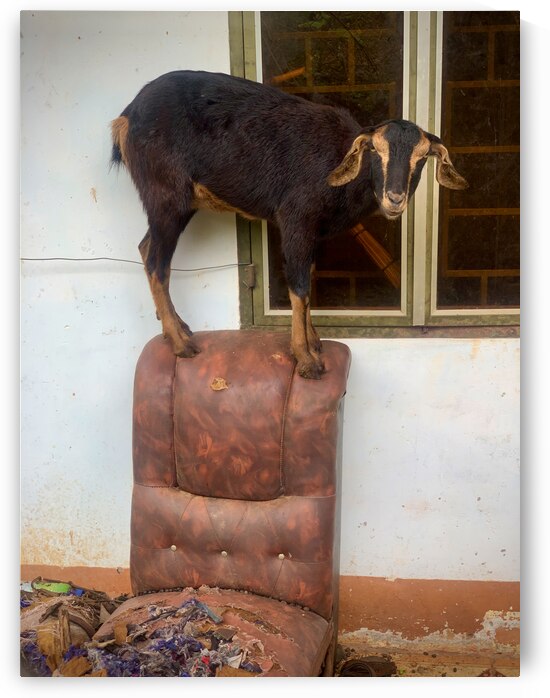 Goat on a Seat by Jimmy Roy Photos
