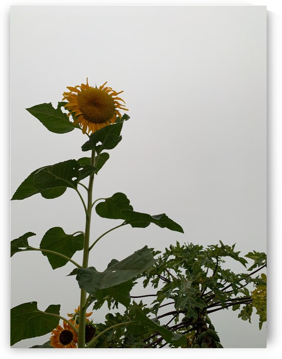 Mysterious Sunflower by Jimmy Roy Photos