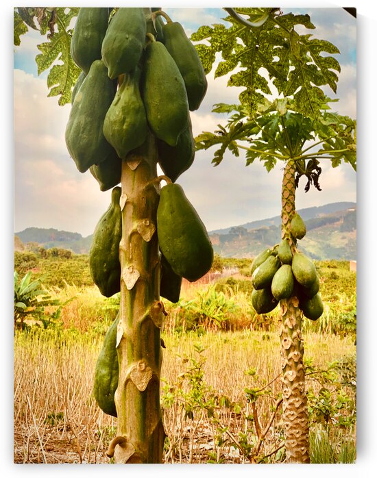 Papaya Trees by Jimmy Roy Photos