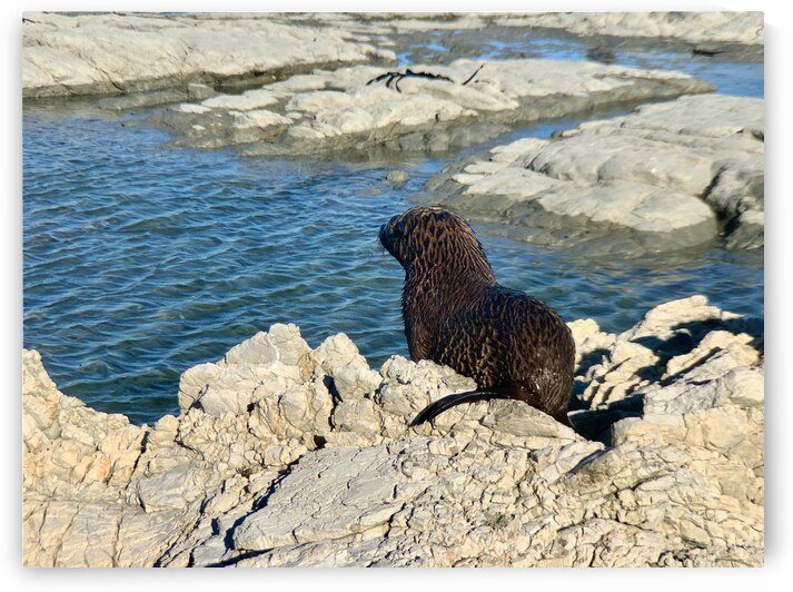 Seal Looking at a Distance by Jimmy Roy Photos