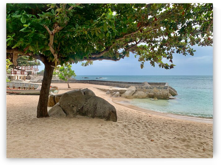 Tree on the Beach by Jimmy Roy Photos