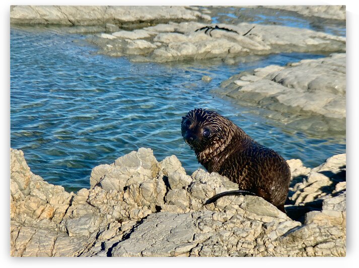 Seal Looking Back at You by Jimmy Roy Photos