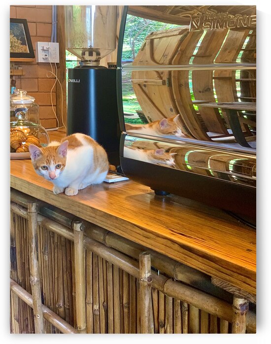 A Cat Named Cappucino by Jimmy Roy Photos