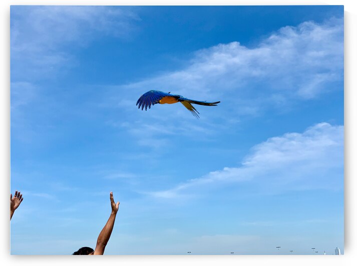 Macaws with Hands by Jimmy Roy Photos
