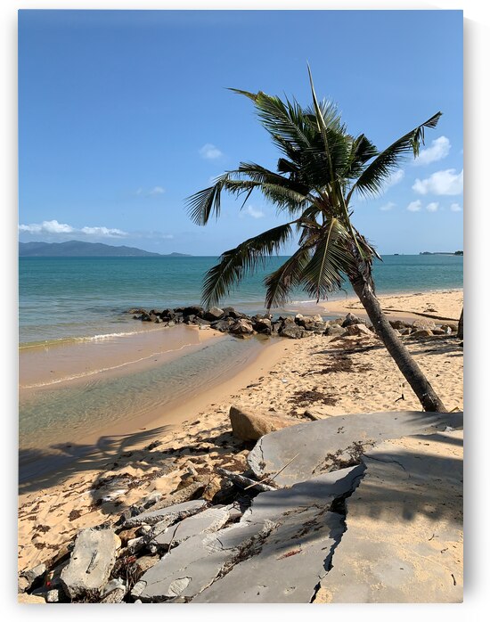 Mini Palm Tree by Jimmy Roy Photos
