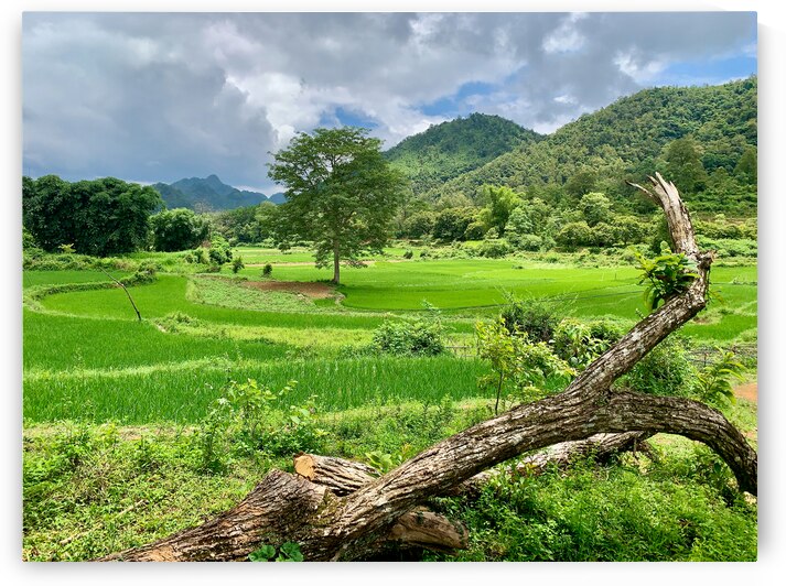 Beautiful Green Scenery by Jimmy Roy Photos