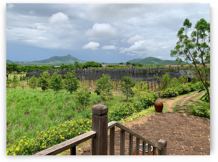 The Pepper Plantations by Jimmy Roy Photos
