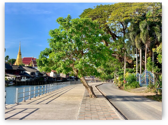 Tree Way Separation by Jimmy Roy Photos