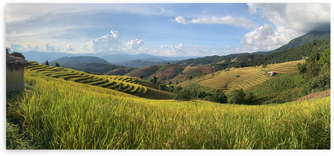 Beautiful Rice Field 2 by Jimmy Roy Photos