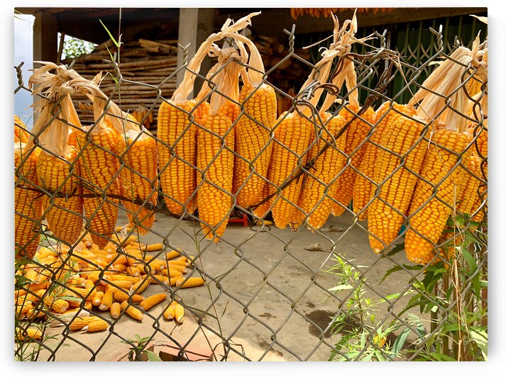Corn Hanging on the Fence by Jimmy Roy Photos