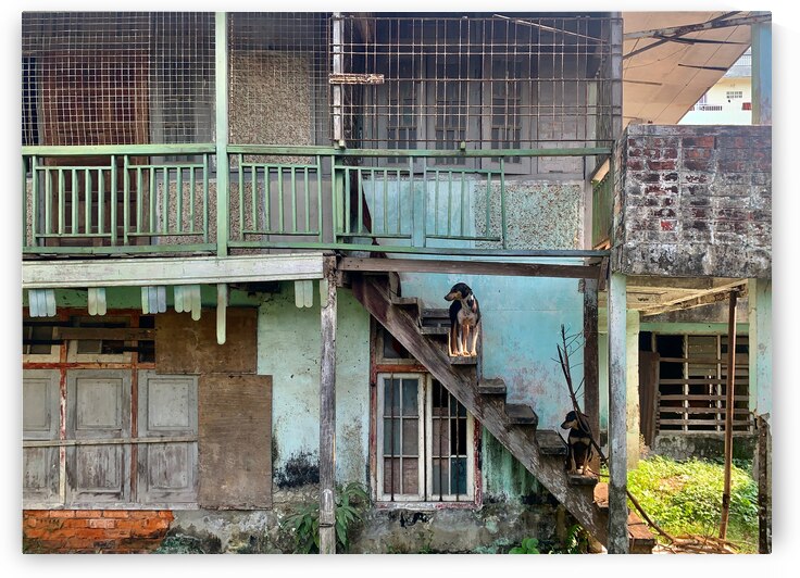 Dogs Looking Right by Jimmy Roy Photos