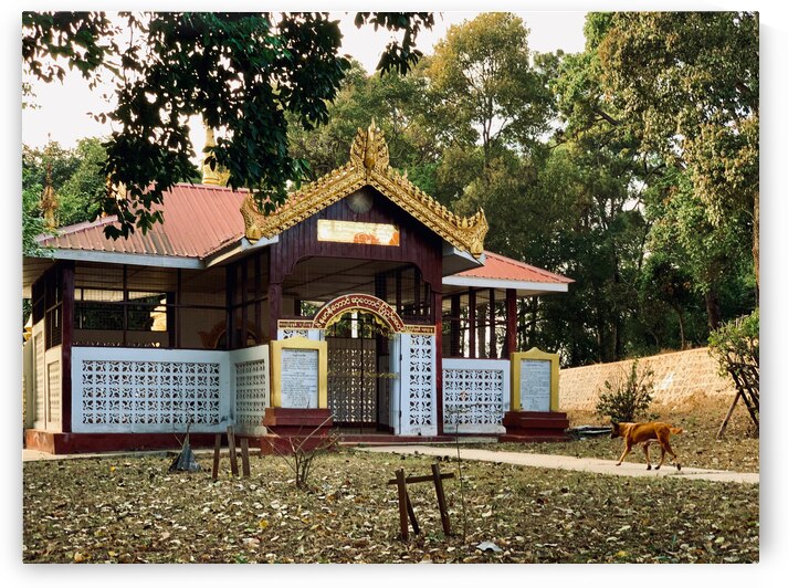 Dog Going to Temple by Jimmy Roy Photos