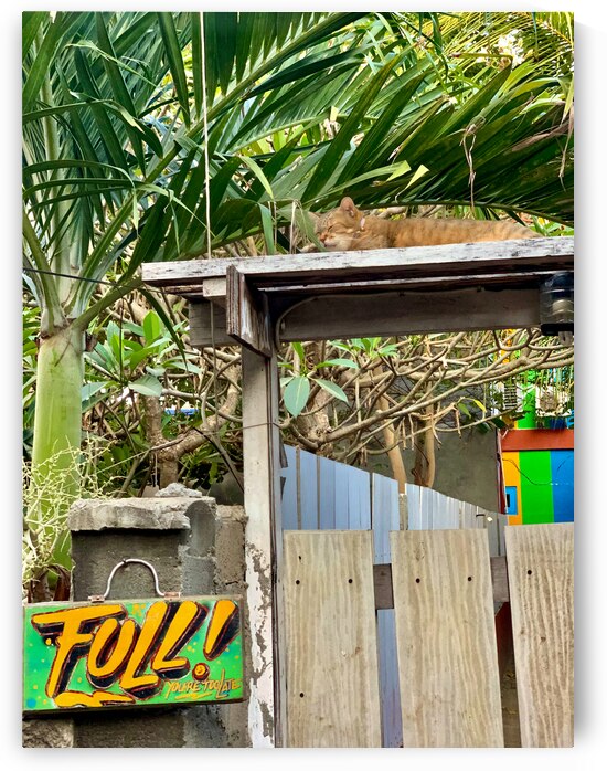 Full House Kitty Cat by Jimmy Roy Photos