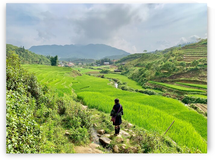 Looking Over the Rice Fields by Jimmy Roy Photos