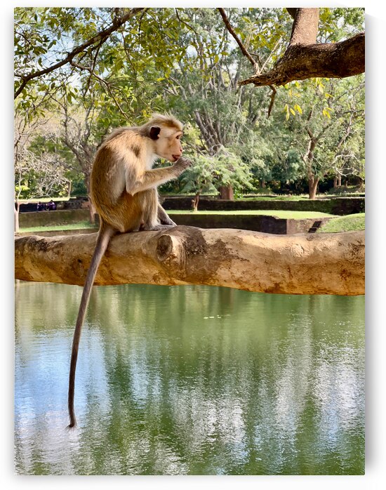 Monkey on a Branch by Jimmy Roy Photos