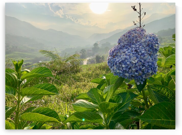 Purple Flowers for Sunset by Jimmy Roy Photos