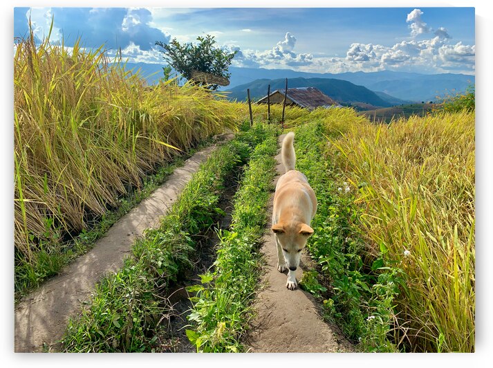Vagabond Dog by Jimmy Roy Photos