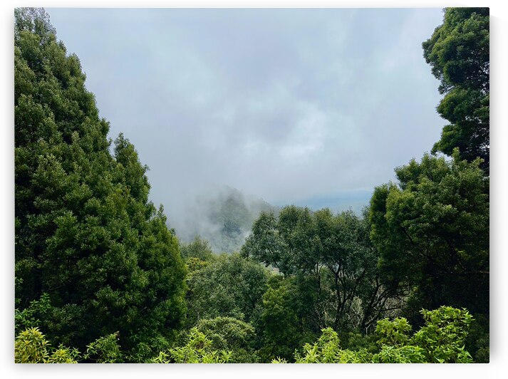 Foggy Forest by Jimmy Roy Photos