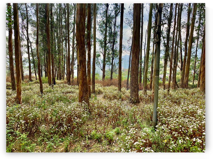 Through the Trees 2 by Jimmy Roy Photos
