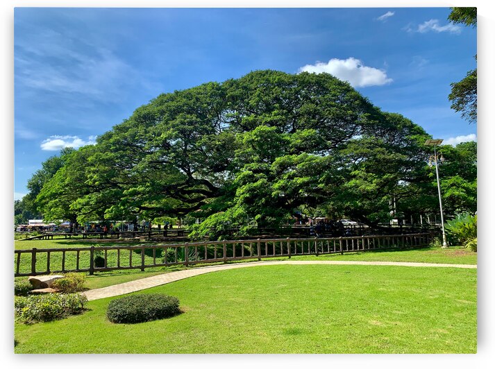 Giant Raintree 2 by Jimmy Roy Photos