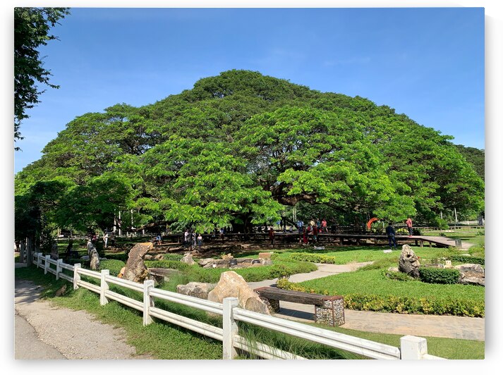 Giant Raintree 1 by Jimmy Roy Photos