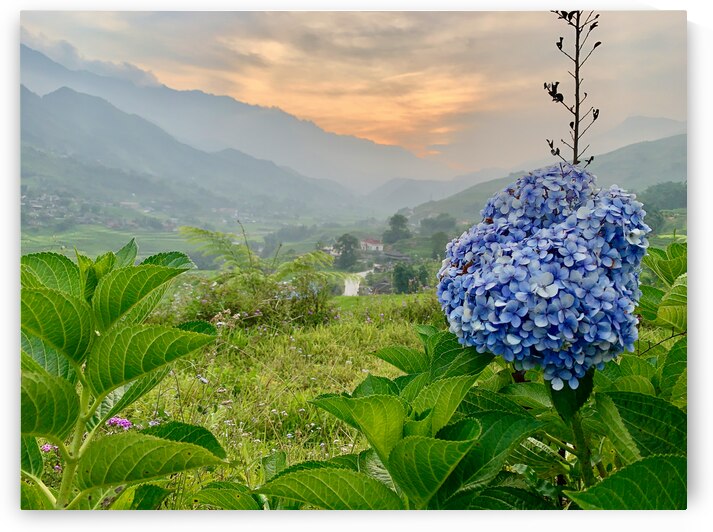 Purple Flowers for Sunset 2 by Jimmy Roy Photos