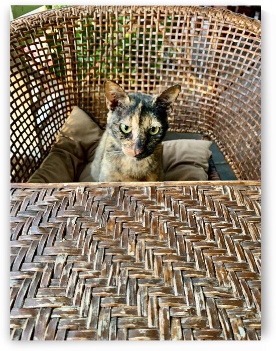 Dating a Cat by Jimmy Roy Photos